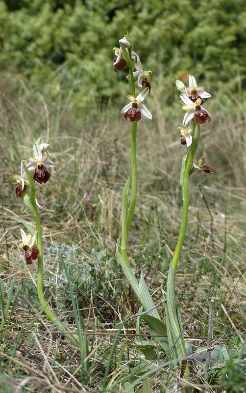 Ophrys exaltata subsp. archipelagi in Abruzzo marzo e aprile 2019